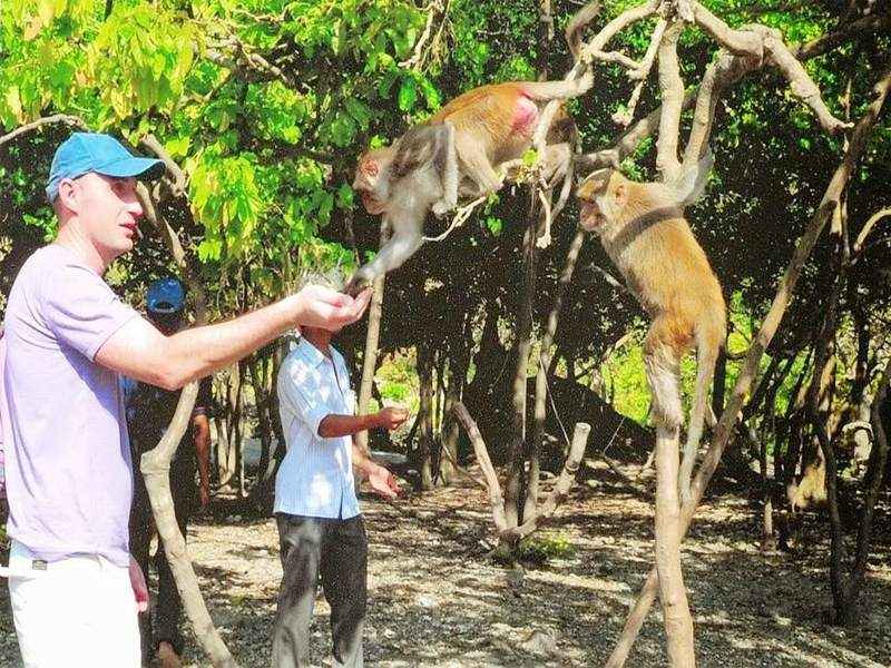 monkey lan